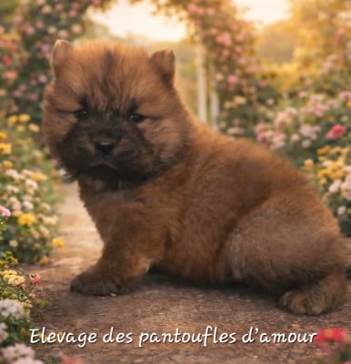 Les chiots de Chow Chow