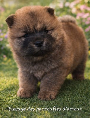 Les chiots de Chow Chow