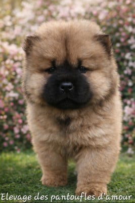 Les chiots de Chow Chow