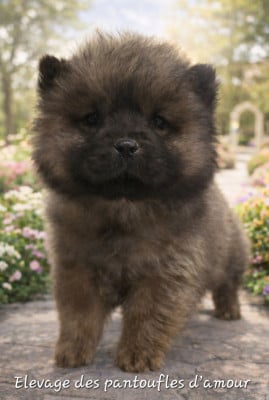 Les chiots de Chow Chow