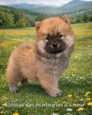 Les chiots de Chow Chow