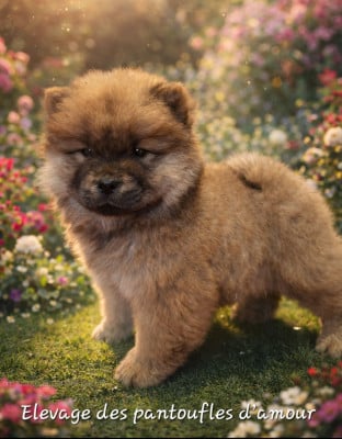 Les chiots de Chow Chow