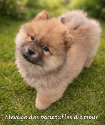 Les chiots de Chow Chow