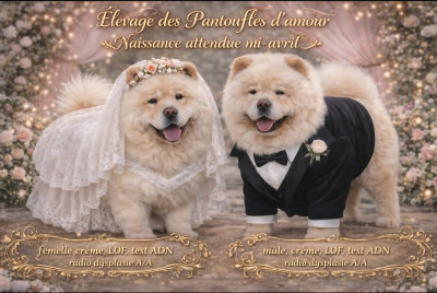 Chow Chow
