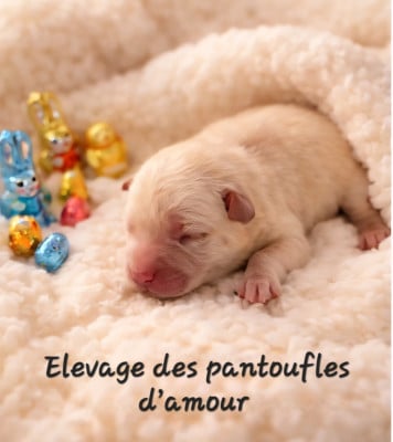 Les chiots de Chow Chow