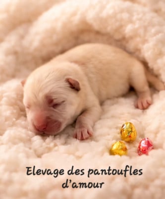 Les chiots de Chow Chow