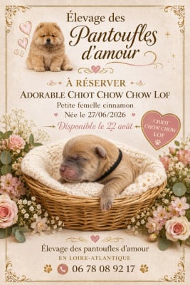 Les chiots de Chow Chow