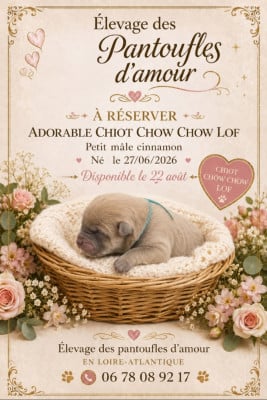 Les chiots de Chow Chow