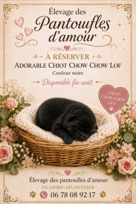 Les chiots de Chow Chow