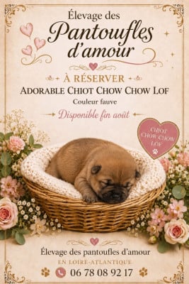 Les chiots de Chow Chow
