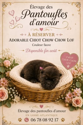 Les chiots de Chow Chow