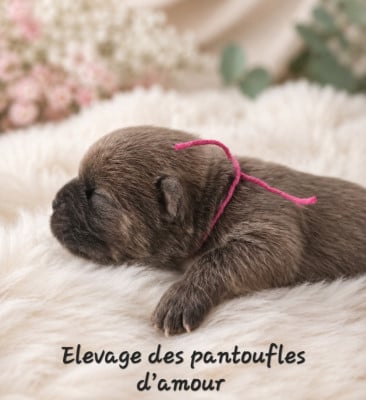 Les chiots de Chow Chow