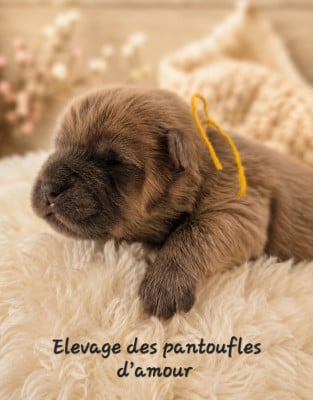 Les chiots de Chow Chow