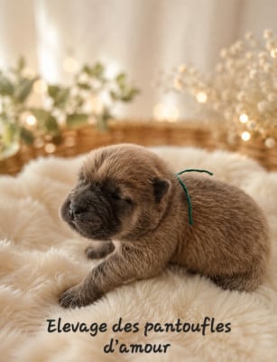 Les chiots de Chow Chow