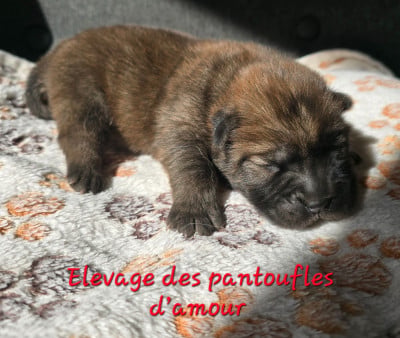 Les chiots de Chow Chow