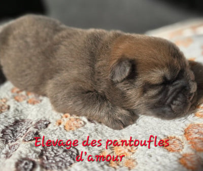 Les chiots de Chow Chow