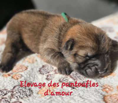 Les chiots de Chow Chow