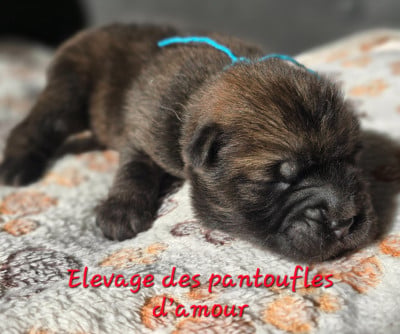 Les chiots de Chow Chow