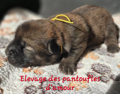 Les chiots de Chow Chow