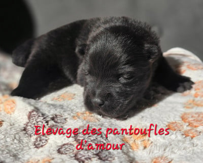 Les chiots de Chow Chow