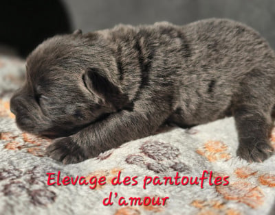 Les chiots de Chow Chow