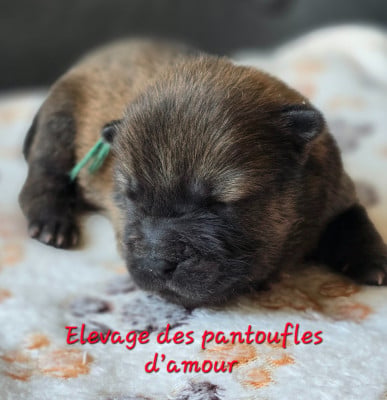 Les chiots de Chow Chow