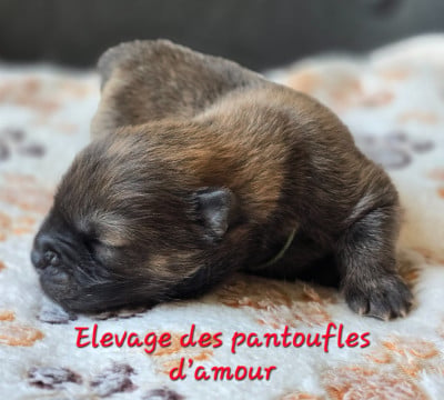 Les chiots de Chow Chow