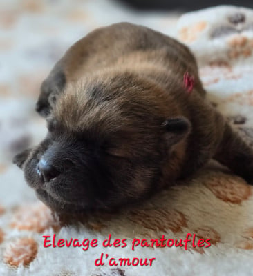 Les chiots de Chow Chow