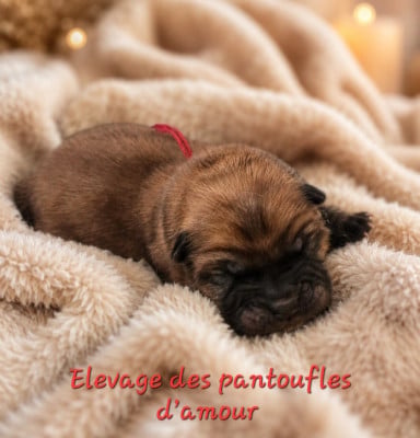 Les chiots de Chow Chow