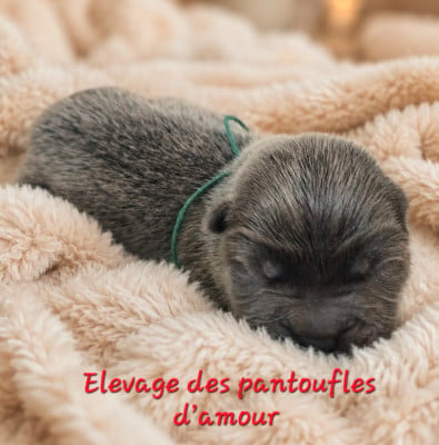 Les chiots de Chow Chow