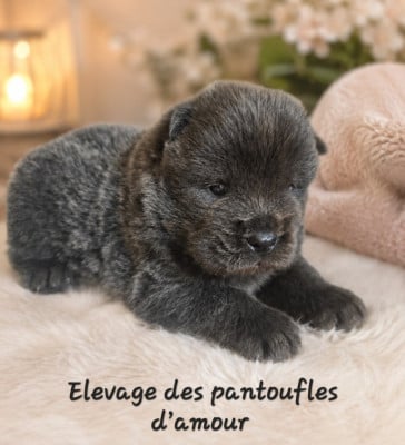 Les chiots de Chow Chow