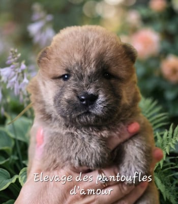 Les chiots de Chow Chow