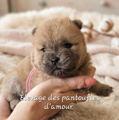 Les chiots de Chow Chow