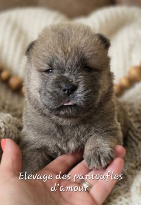 Les chiots de Chow Chow