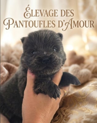 Les chiots de Chow Chow