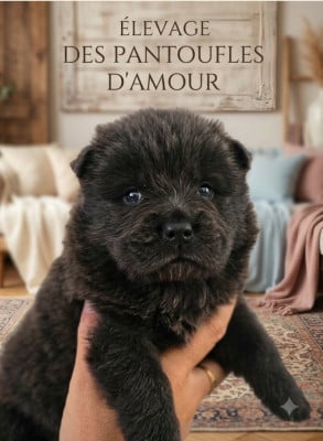 Les chiots de Chow Chow