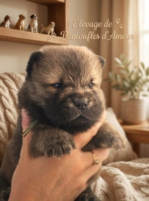 Les chiots de Chow Chow