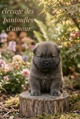 Les chiots de Chow Chow