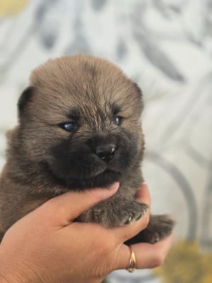Les chiots de Chow Chow
