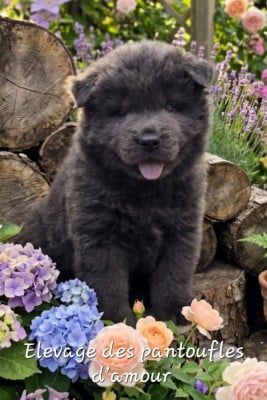 Les chiots de Chow Chow