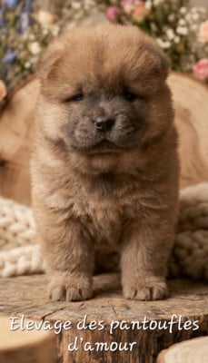 Les chiots de Chow Chow