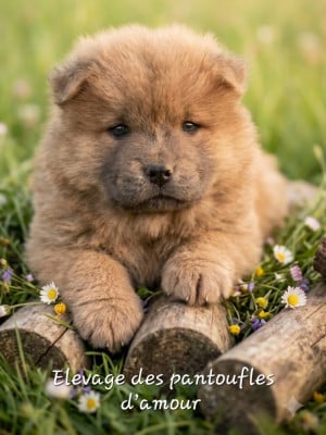 Les chiots de Chow Chow