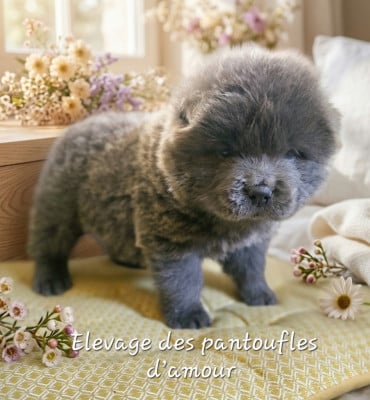 Les chiots de Chow Chow