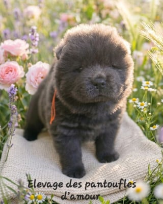 Les chiots de Chow Chow