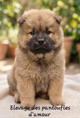 Les chiots de Chow Chow