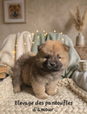 Les chiots de Chow Chow