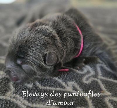 Les chiots de Chow Chow