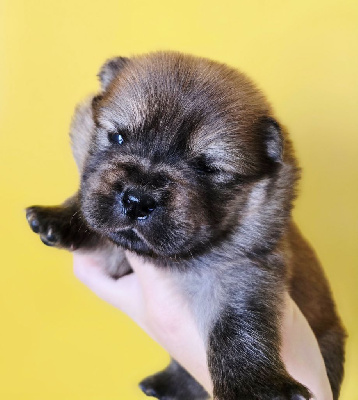 Les chiots de Chow Chow