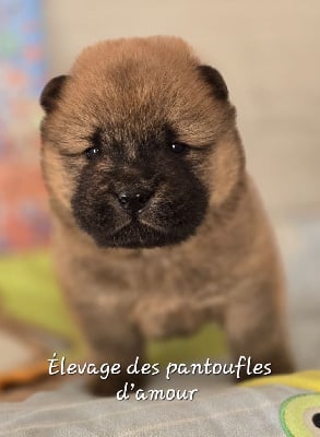 Les chiots de Chow Chow