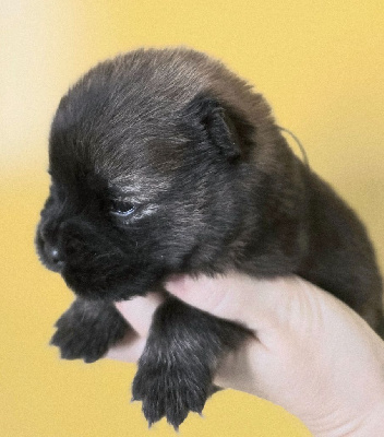Les chiots de Chow Chow